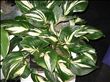 Hosta Cliffords Stingray